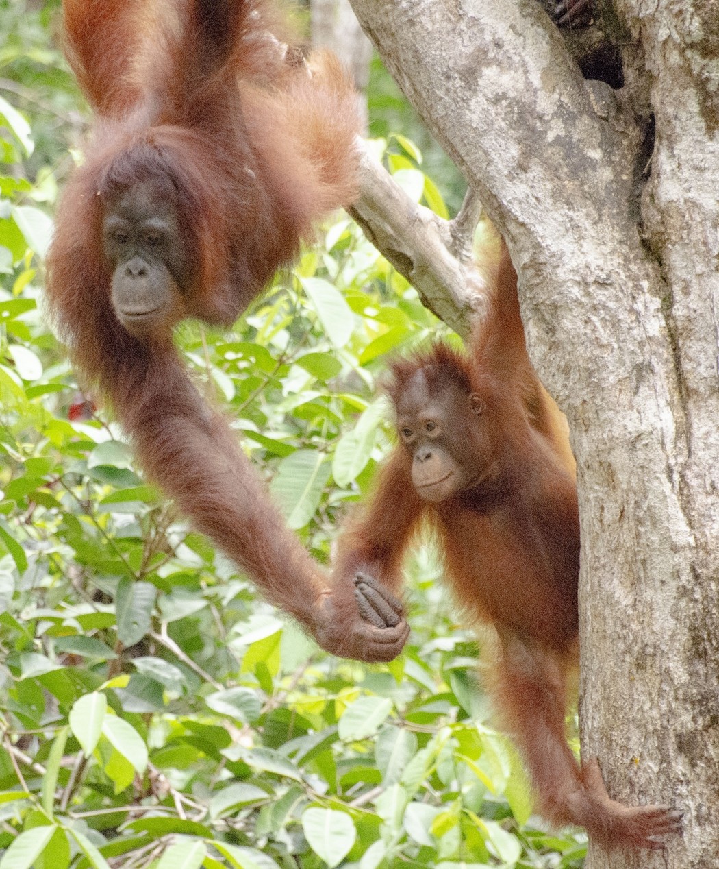 オランウータン