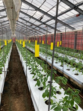 パプリカハウス