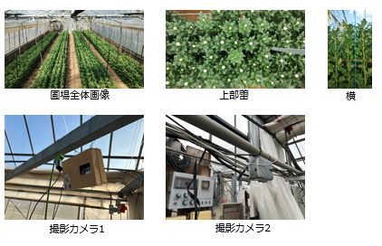 花の栽培システム